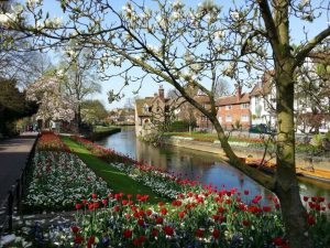 Canterbury in bloom! (1)